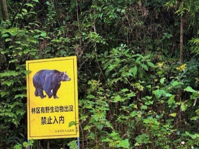 如何获得熊猫引诱技巧？（以华夏人生熊猫为例，掌握这些技巧让你轻松吸引熊猫的注意力）