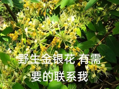 大仙野生瑶出装攻略（一文教你如何正确出装，助你在战场上战无不胜！）